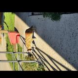 Photo de chat trouvé à Lacourneuve