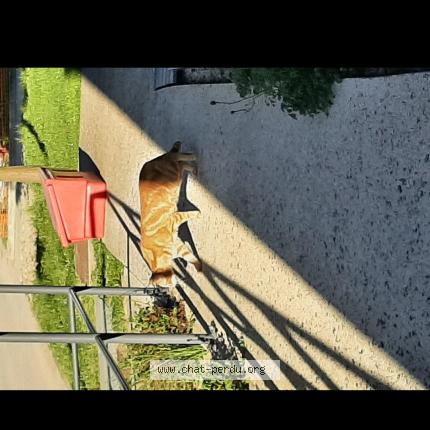 Photo 1/1 Chat trouvé Trouvé à Lacourneuve