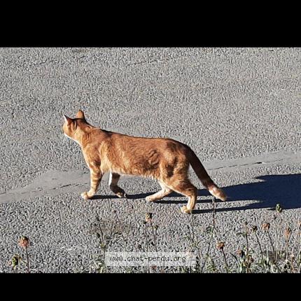 Photo 2/2 Chat trouvé Trouvé à Lacourneuve