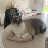 Photo de chat perdu à Grandfresnoy