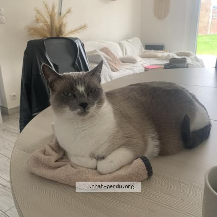 Photo 1/1 Happy Chat perdu à Grandfresnoy