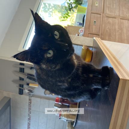 Photo 1/1 Caline Chat perdu à Saint alban