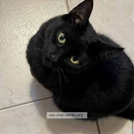 Photo 1/1 Stiko Chat perdu à St maur des fosses