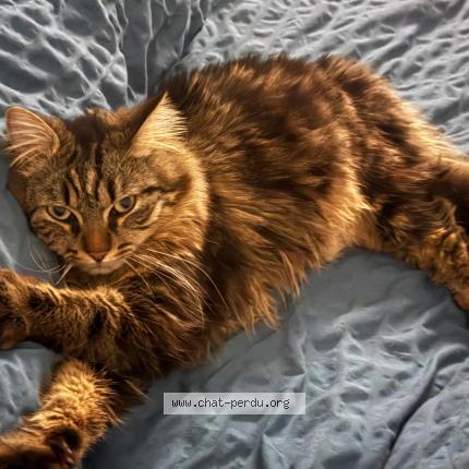 Photo 1/1 Poutine Chat perdu à Saint maurice