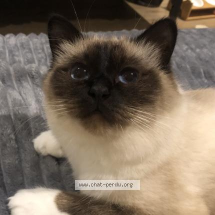 Photo 1/1 Fifille Chat perdu à Dammartin en goele