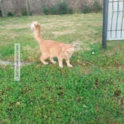 Photo 1/1 Chat trouvé Trouvé à Missillac