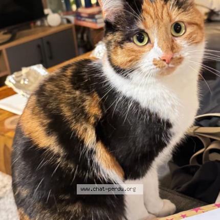 Photo 1/1 Zumba Chat perdu à Lesigny