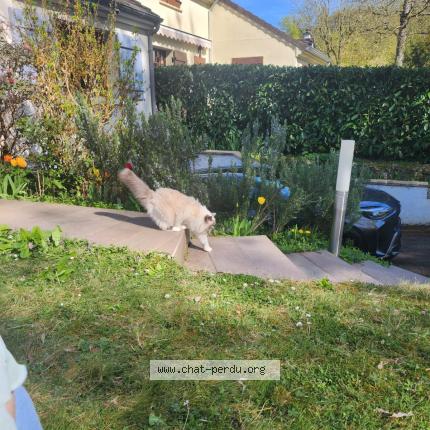 Photo 1/1 Savonnette Chat perdu à Buc