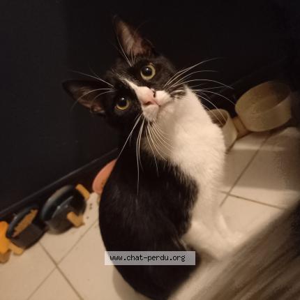 Photo 1/1 Mitsugo Chat perdu à Gradignan