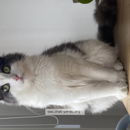 Photo 1/1 Bali Chat perdu à Lyon