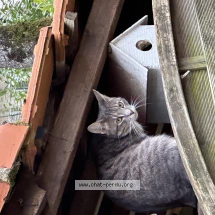 Photo 1/1 Toba Chat perdu à Basse goulaine