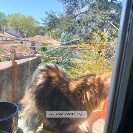 Photo 1/1 Chat trouvé Trouvé à Montpellier