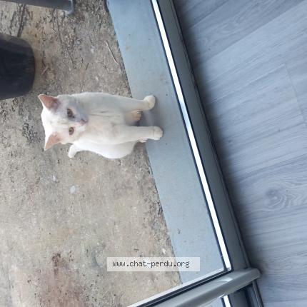 Photo 1/1 Chat trouvé Trouvé à Le grand celland