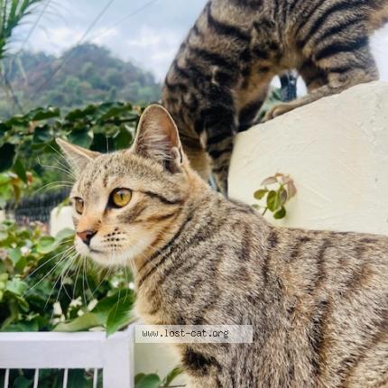 Photo 1/1 Kylie Chat perdu à Kathgodam