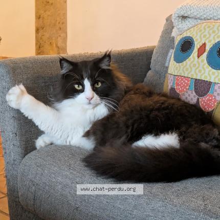 Photo 1/1 Salto Chat perdu à Cailloux sur fontaines