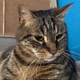 Photo de chat perdu à Menat