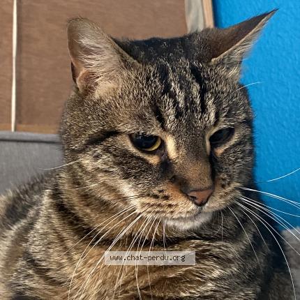 Photo 1/1 Léon Chat perdu à Menat