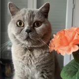 Photo de chat perdu à Paris