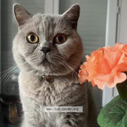 Photo 1/1 NOOTSIE Chat perdu à Paris