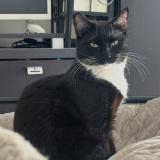 Photo de chat perdu à Marseille