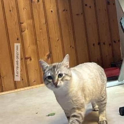 Photo 1/3 Azur Chat perdu à Poitiers