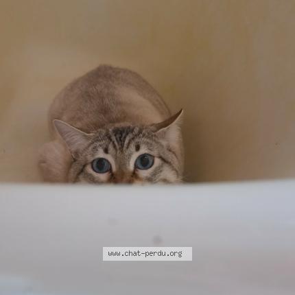 Photo 2/3 Azur Chat perdu à Poitiers