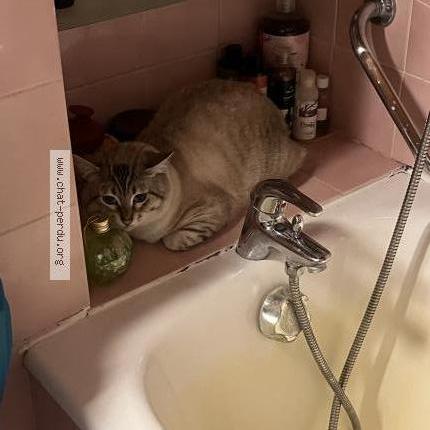 Photo 3/3 Azur Chat perdu à Poitiers