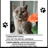 Photo de chat perdu à Paris