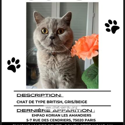 Photo 1/1 Nootsie Chat perdu à Paris