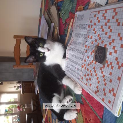 Photo 1/1 Quinoa Chat perdu à Saverne