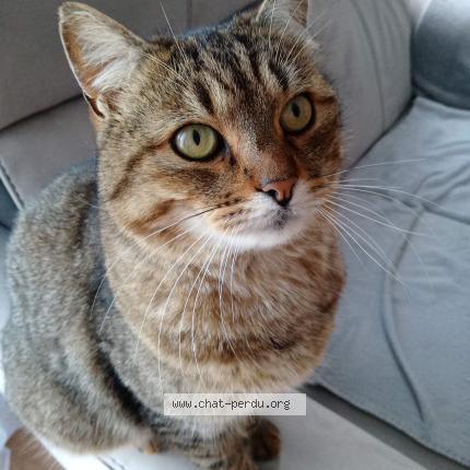 Photo 1/1 MIKA Chat perdu à Lampaul plouarzel