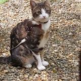 Photo de chat perdu à Lelin Lapujolle