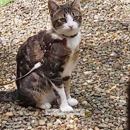 Photo 1/1 MIMINE Chat perdu à Lelin lapujolle