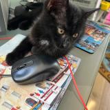 Photo de chat perdu à Barnich