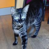 Photo de chat trouvé à Louveciennes