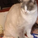 Photo de chat perdu à Plouzane