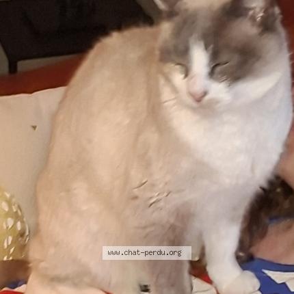 Photo 1/1 Jennah Chat perdu à Plouzane