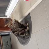 Photo de chat trouvé à Beaurains