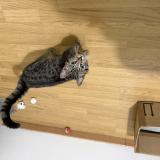 Photo de chat trouvé à Mericourt