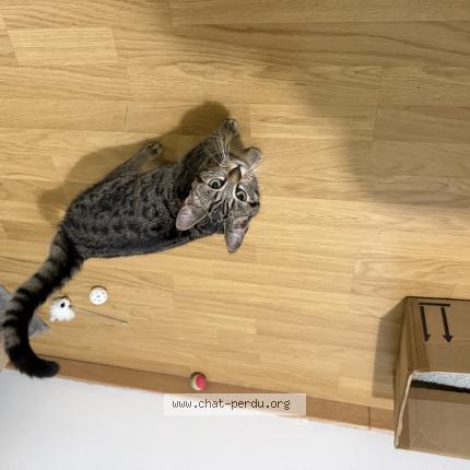 Photo 1/1 Chat trouvé Trouvé à Mericourt