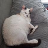 Photo de chat perdu à Saint Etienne