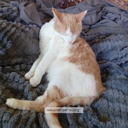 Photo 1/1 Jef Chat perdu à Millau