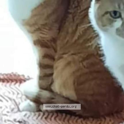 Photo 1/1 Ramsès Chat perdu à Montceau les mines