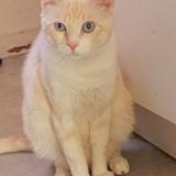 Photo de chat perdu à Fouras