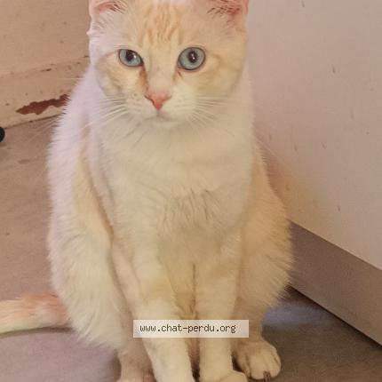 Photo 1/1 Myloo Chat perdu à Fouras