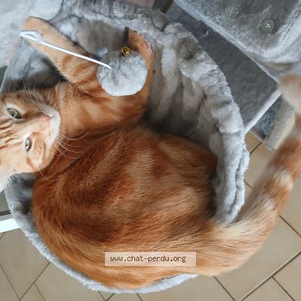 Photo 1/1 Brutus Chat perdu à Nibelle