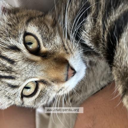 Photo 1/1 Atlas Chat perdu à La riche