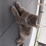 Photo de chat trouvé à Archamps