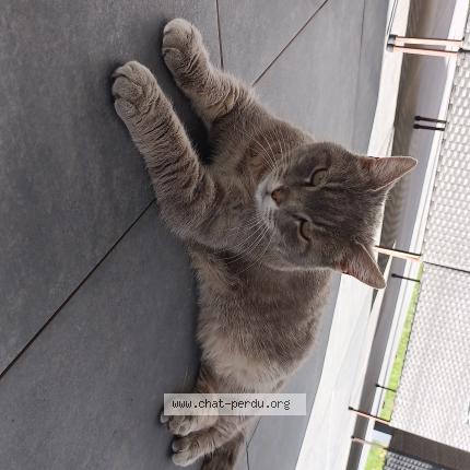 Photo 1/1 Chat trouvé Trouvé à Archamps