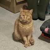 Photo de chat perdu à Naintre